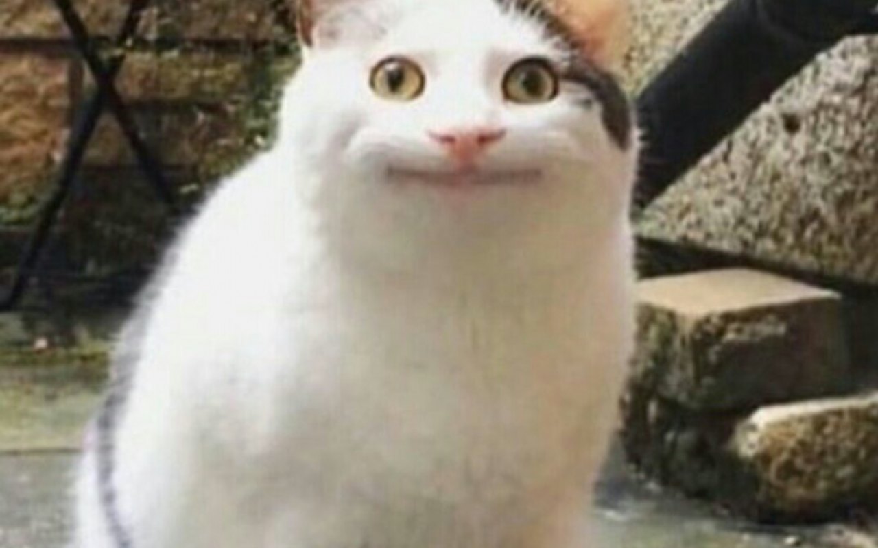 尋找貓貓